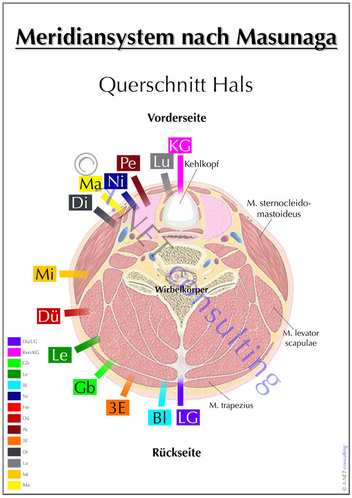 Shiatsu-Poster Querschnitt Hals A0 DIN A4 bis A0 (als Download oder laminiert)