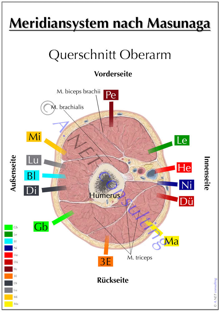 Shiatsu-Poster Querschnitt Oberarm A0 DIN A4 bis A0 (als Download oder laminiert)