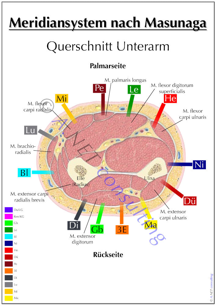 Shiatsu-Poster Querschnitt Unterarm A0 DIN A4 bis A0 (als Download oder laminiert)