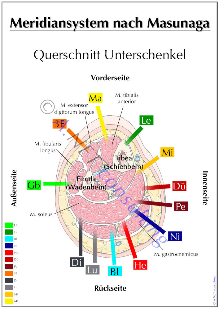 Shiatsu-Poster Querschnitt Unterschenkel A0 DIN A4 bis A0 (als Download oder laminiert)