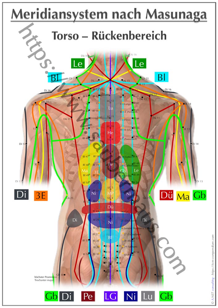 Shiatsu-Poster Torso Rücken DIN A4 bis A0 (als Download)